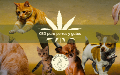 CBD PARA PERROS Y GATOS