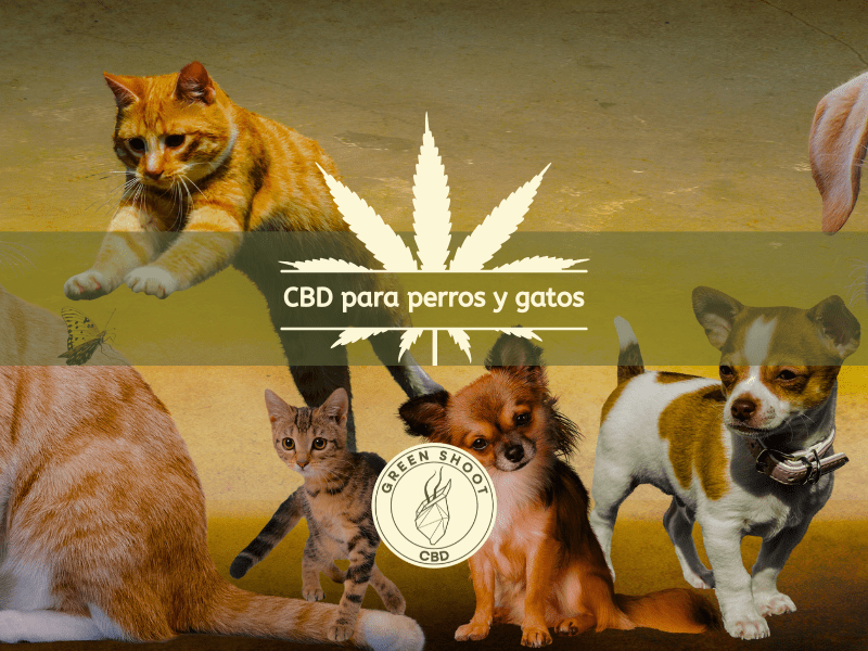 CBD para perros y gatos
