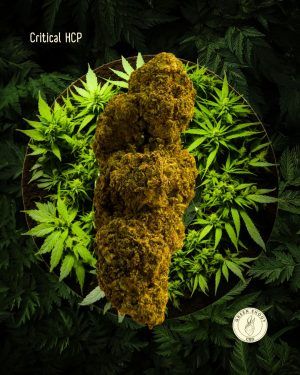 Critical HCP