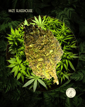 HAZE GLASSHOUSE