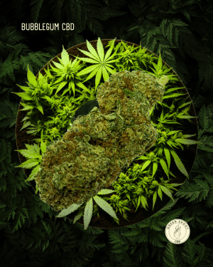 BUBBLEGUM CBD