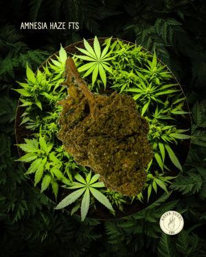 AMNESIA KUSH FTS
