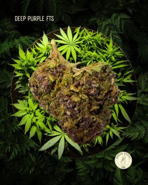 DEEP PURPLE FTS